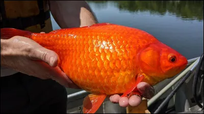 Quel prénom préfères-tu pour ton poisson rouge ?
