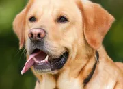 Test Quel type de chien es-tu ?
