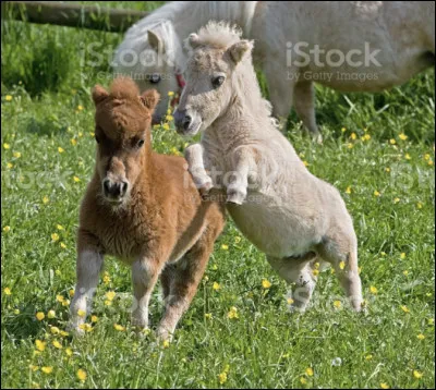 La race la plus proche du falabella est