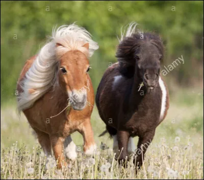 Sa taille moyenne au garrot est de…