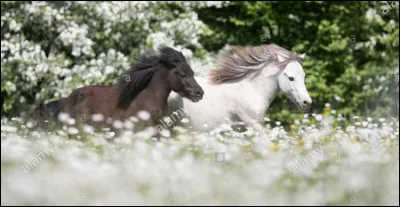 Ils furent créés par la famille