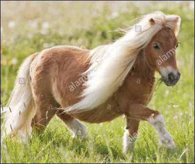 Quand la race fut-elle reconnue officiellement ?