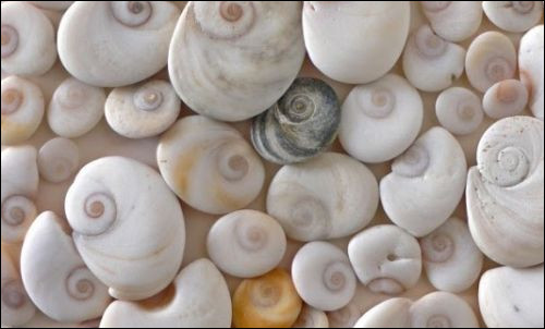 On trouve ce petit coquillage sur les plages de Corse, on dit qu'il porte bonheur ! Quel est son nom ?
