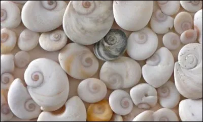 On trouve ce petit coquillage sur les plages de Corse, on dit qu'il porte bonheur ! Quel est son nom ?