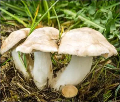 Quel est le nom de ce champignon ?