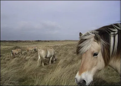 Lequel est un croisement du fjord avec une autre race ?