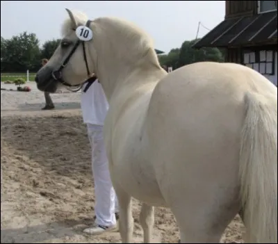 Quelle taille fait-il au garrot ?