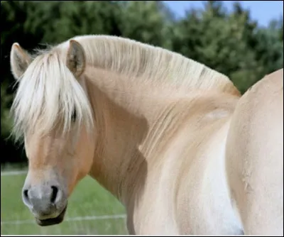 Quel poids fait-il environ ?