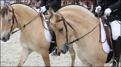 Dans quel film Disney, fait-il son apparition ?