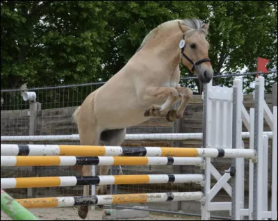 Une jument, née en Norvège puis exportée aux États-Unis donne naissance à 10 poulains puis ses propriétaires remarquent son instinct maternel très fort et la confie à un centre de psychothérapie avec le cheval. Elle obtient beaucoup de succès et son exploit le plus connu est davoir permis à une jeune fille traumatisée de souvrir au monde. Quel est le nom de la jument fjord ?