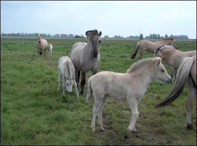 Pourquoi les Norvégiens aiment-ils tellement le fjord ?