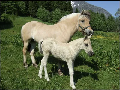 Combien y a-t-il de fjords en France ?