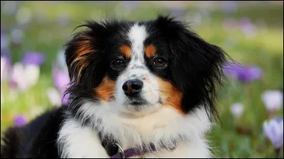 Ton animal te fait-il confiance ?