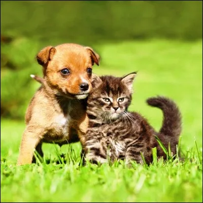 Quel animal est le petit du verrat ?