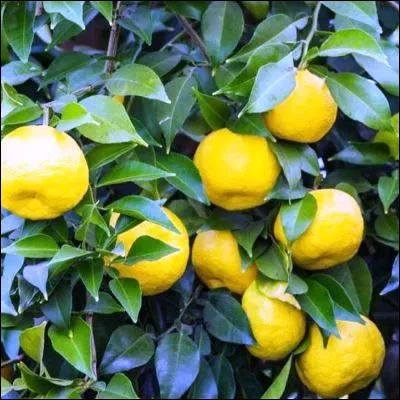 Quel agrume japonais est devenu tr&egrave;s couru dans la haute gastronomie occidentale et la p&acirc;tisserie ?