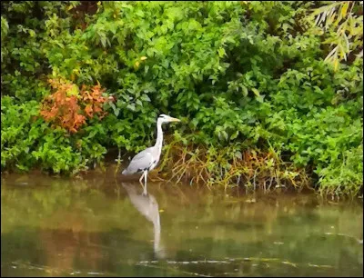 Je me promène régulièrement prés de chez moi le long des berges de la Seine, où je rencontre souvent un hérons que j'ai surnomé "Solitaire".