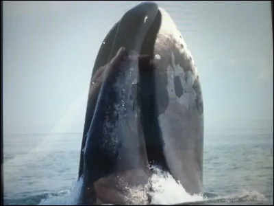 Les évent de cette baleine boréale sont petits comparativemment à ceux de ses congénères du même gabarie.