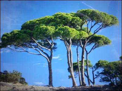 Ces pins parasol verts bleuté, tellement magnifiques, donnent envie de les peindre pour les immortaliser.
