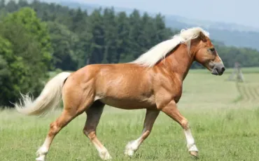 Quiz Galop 1