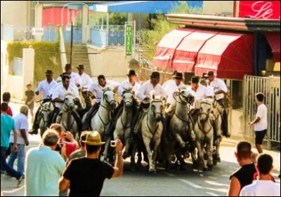 Où se réalisent les "encierros" qui consistent à entourer un taureau à l'aide de chevaux de Camargue ?