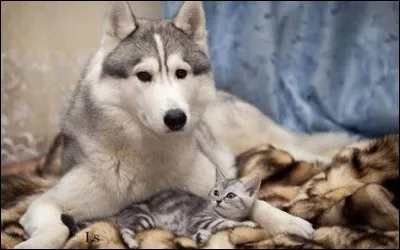 Quel animal préfères-tu ?