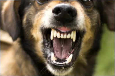 Si tu étais un animal lequel serais-tu ?