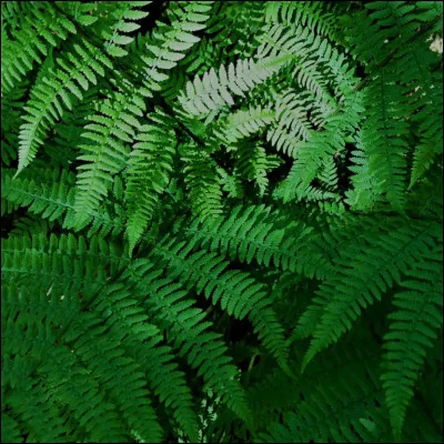 Cette couleur en espagnol est...