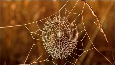 Dans une comptine, un animal se balance sur une toile daraignée, puis deux, puis trois, etc. Quels animaux ?