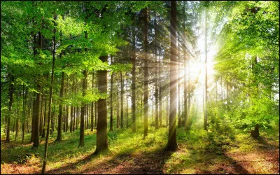 Complétez les "..." par le mot manquant. 
Pour pratiquer l'agriculture et lélevage, les hommes préhistoriques ont dû ... des forêts pour créer de la place.