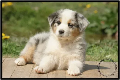 Quelles qualités as-tu ?