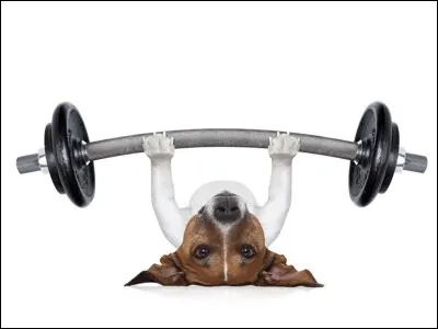 Pendant combien de temps fais-tu du sport ?