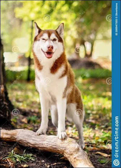 De quelle couleur sont les yeux du berger australien ?