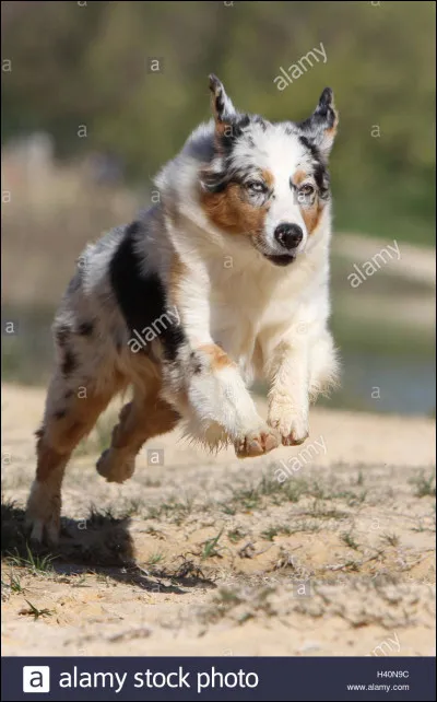 Quelle est la race de chien préférée des hommes ?