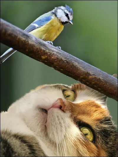 Es-tu un prédateur ou une proie ?