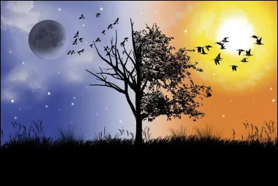 Es-tu un animal de nuit ou du jour ?