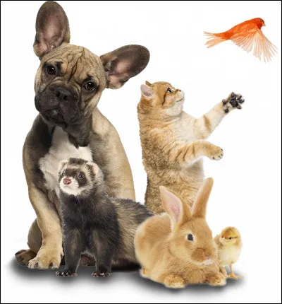 Quelle sorte d'animal es-tu ?