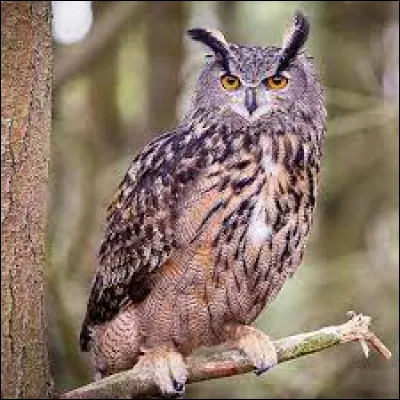 Sur cette photo, voit-on un hibou grand-duc ?