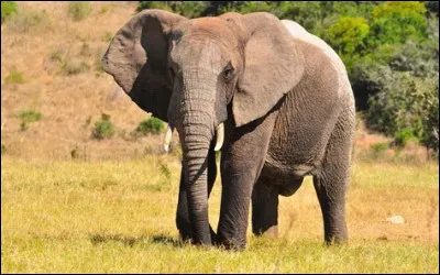 Quel est cet animal ?