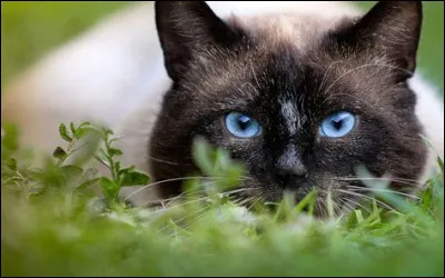 De quelle couleur sont ses yeux ?