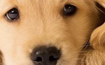 Quiz Animaux