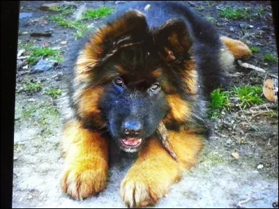 Le chiot que nous avons est très beau, c'est une femelle berger allemande à poils longs.