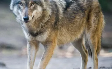Quiz Animaux