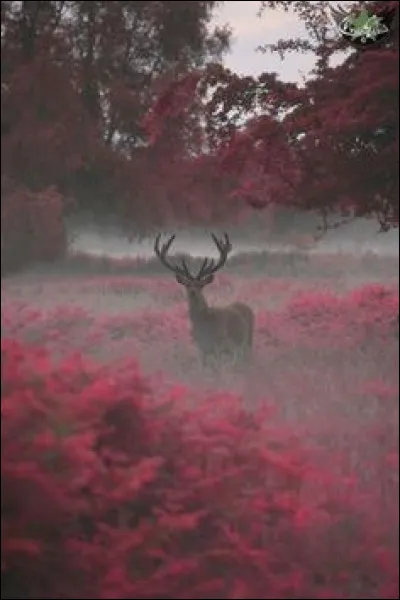Quel jour précède le Lundi pur ?