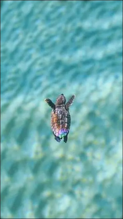 Quel est l'équivalent occidental du Lundi pur ?