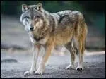 Quel grand canid a t rintroduit en 1995 dans le parc de Yellowstone, aprs avoir disparu  la fin des annes 30 ?