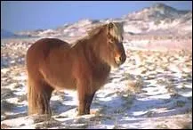 Malgr sa taille, en Islande, on le nomme 'cheval'. Pourquoi ?