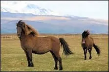 A quelle temprature le poney islandais est-il capable de rsister ?