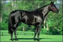 Jusqu' quelle vitesse peut-il galoper quand il fait des pointes de vitesse ?