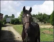 Que dsignent les initiales AQPS ( autre que Pur-sang ) ?