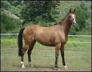 Qu'est-ce qui caractrise ces chevaux ?